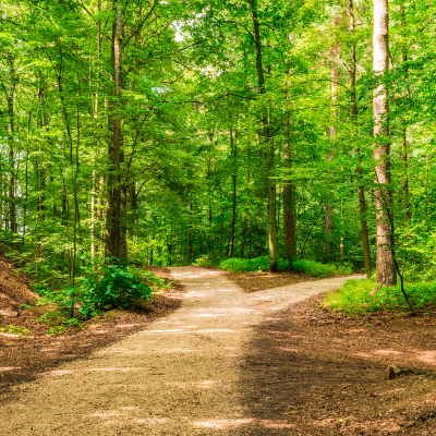 Right-image-27 A path in a forest with two options ahead