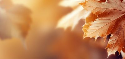 Information Autumn leaves